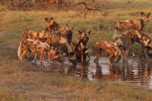 Ruaha National Park