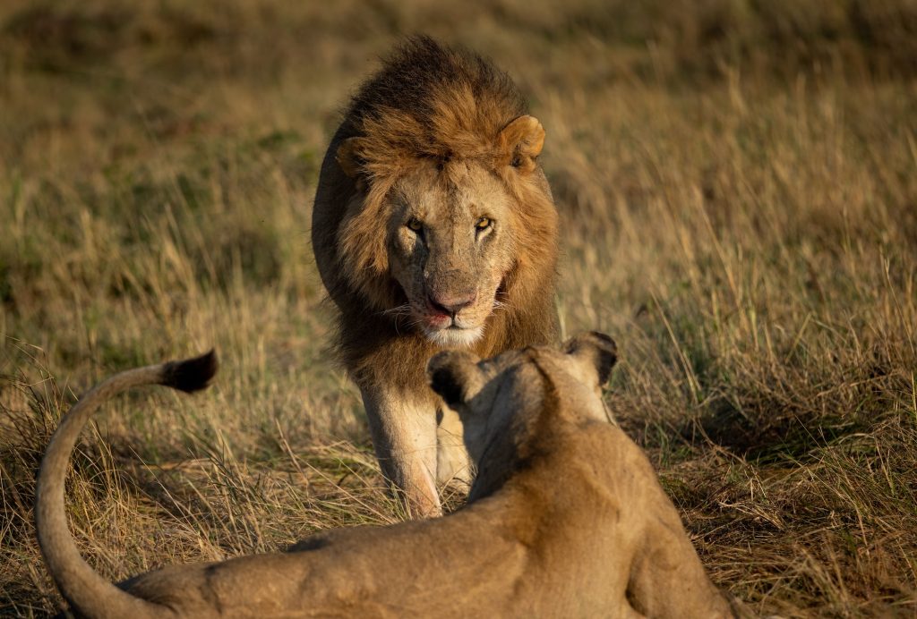 A Lion in Africa